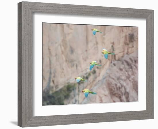 Red-Fronted Macaws, Ara Rubrogenys, in Flight Through Canyons in Torotoro National Park-Alex Saberi-Framed Photographic Print