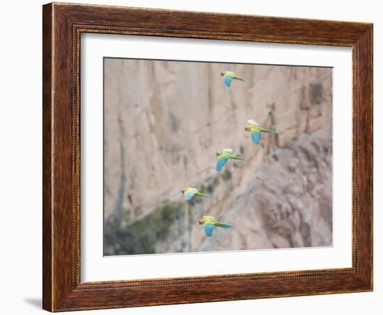 Red-Fronted Macaws, Ara Rubrogenys, in Flight Through Canyons in Torotoro National Park-Alex Saberi-Framed Photographic Print