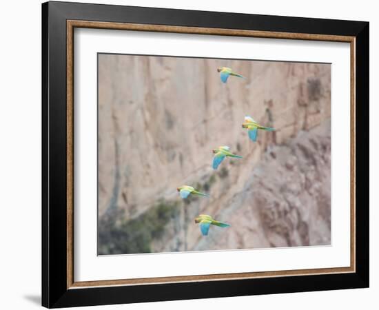 Red-Fronted Macaws, Ara Rubrogenys, in Flight Through Canyons in Torotoro National Park-Alex Saberi-Framed Photographic Print