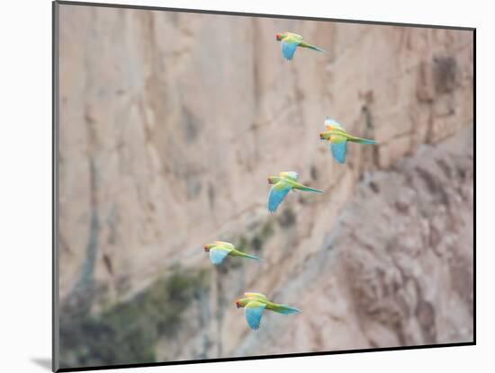 Red-Fronted Macaws, Ara Rubrogenys, in Flight Through Canyons in Torotoro National Park-Alex Saberi-Mounted Photographic Print