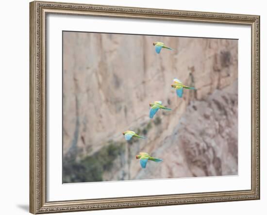 Red-Fronted Macaws, Ara Rubrogenys, in Flight Through Canyons in Torotoro National Park-Alex Saberi-Framed Photographic Print