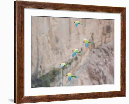 Red-Fronted Macaws, Ara Rubrogenys, in Flight Through Canyons in Torotoro National Park-Alex Saberi-Framed Photographic Print