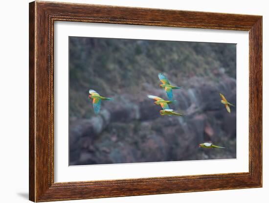 Red-Fronted Macaws, Ara Rubrogenys, in Flight Through Canyons in Torotoro National Park-Alex Saberi-Framed Photographic Print