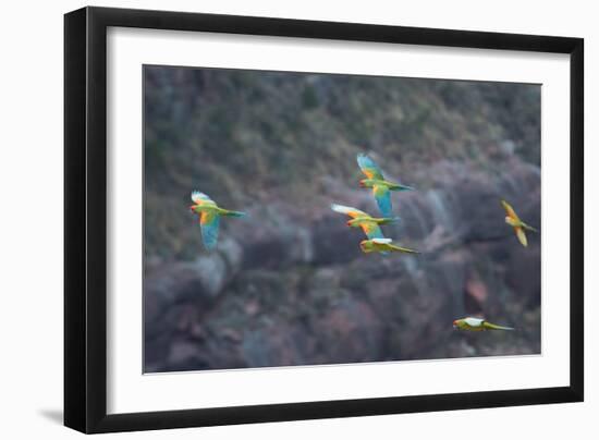 Red-Fronted Macaws, Ara Rubrogenys, in Flight Through Canyons in Torotoro National Park-Alex Saberi-Framed Photographic Print