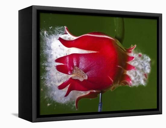 Red Fruit Die-Alan Sailer-Framed Premier Image Canvas