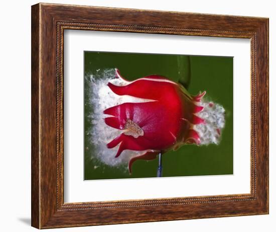 Red Fruit Die-Alan Sailer-Framed Photographic Print