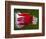 Red Fruit Die-Alan Sailer-Framed Photographic Print