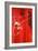 Red Fusion-Brent Abe-Framed Giclee Print