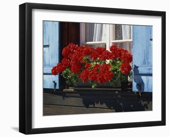 Red Geraniums and Blue Shutters, Bort, Grindelwald, Bern, Switzerland, Europe-Tomlinson Ruth-Framed Photographic Print