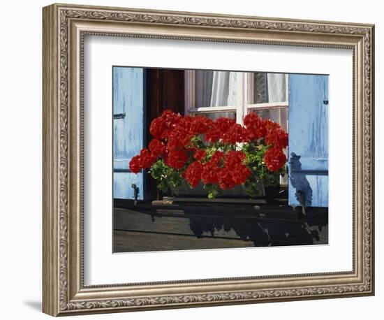 Red Geraniums and Blue Shutters, Bort, Grindelwald, Bern, Switzerland, Europe-Tomlinson Ruth-Framed Photographic Print