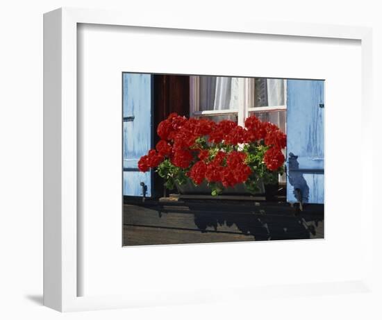 Red Geraniums and Blue Shutters, Bort, Grindelwald, Bern, Switzerland, Europe-Tomlinson Ruth-Framed Photographic Print