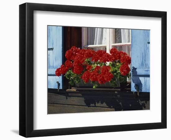 Red Geraniums and Blue Shutters, Bort, Grindelwald, Bern, Switzerland, Europe-Tomlinson Ruth-Framed Photographic Print