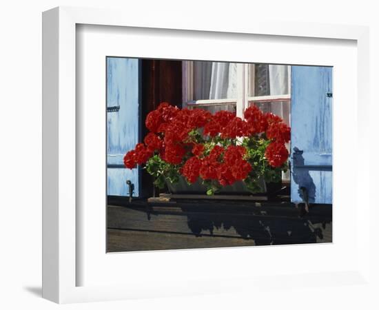 Red Geraniums and Blue Shutters, Bort, Grindelwald, Bern, Switzerland, Europe-Tomlinson Ruth-Framed Photographic Print