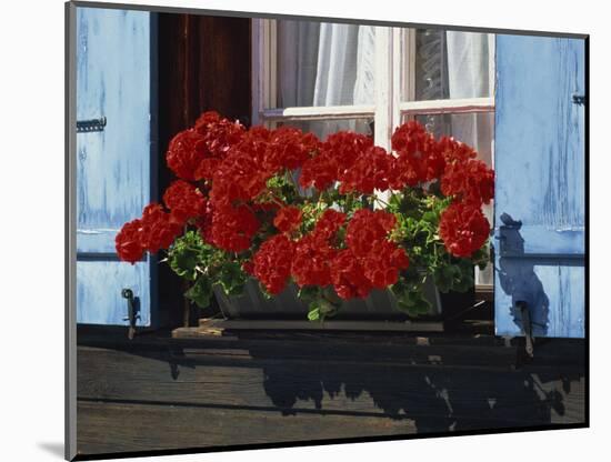 Red Geraniums and Blue Shutters, Bort, Grindelwald, Bern, Switzerland, Europe-Tomlinson Ruth-Mounted Photographic Print