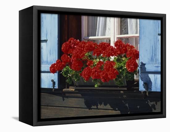 Red Geraniums and Blue Shutters, Bort, Grindelwald, Bern, Switzerland, Europe-Tomlinson Ruth-Framed Premier Image Canvas