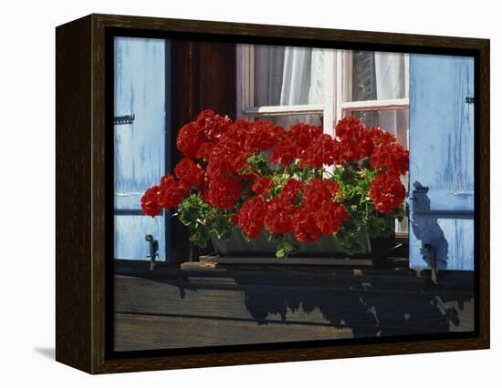 Red Geraniums and Blue Shutters, Bort, Grindelwald, Bern, Switzerland, Europe-Tomlinson Ruth-Framed Premier Image Canvas
