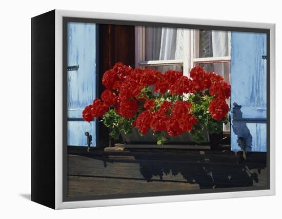 Red Geraniums and Blue Shutters, Bort, Grindelwald, Bern, Switzerland, Europe-Tomlinson Ruth-Framed Premier Image Canvas