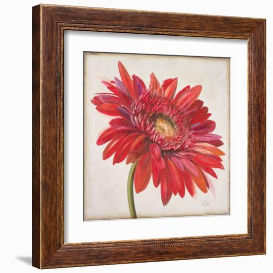 Red Gerber Daisy-Patricia Pinto-Framed Art Print