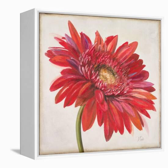 Red Gerber Daisy-Patricia Pinto-Framed Stretched Canvas