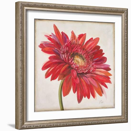 Red Gerber Daisy-Patricia Pinto-Framed Art Print