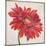 Red Gerber Daisy-Patricia Pinto-Mounted Art Print