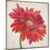 Red Gerber Daisy-Patricia Pinto-Mounted Premium Giclee Print