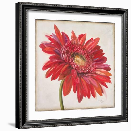 Red Gerber Daisy-Patricia Pinto-Framed Premium Giclee Print