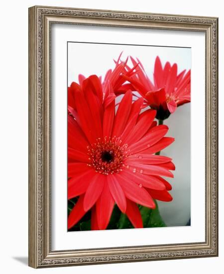 Red Gerber I-Herb Dickinson-Framed Photographic Print