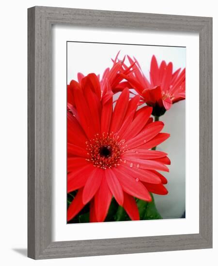 Red Gerber I-Herb Dickinson-Framed Photographic Print