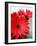 Red Gerber I-Herb Dickinson-Framed Photographic Print