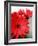 Red Gerber I-Herb Dickinson-Framed Photographic Print