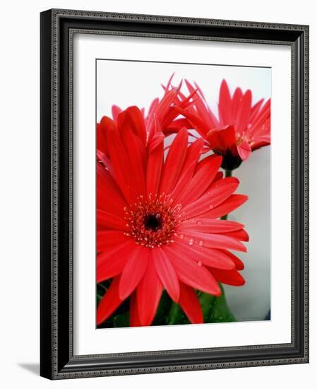 Red Gerber I-Herb Dickinson-Framed Photographic Print