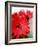 Red Gerber I-Herb Dickinson-Framed Photographic Print