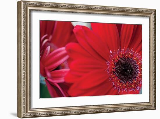 Red Gerbera Close-Up-Erin Berzel-Framed Photographic Print