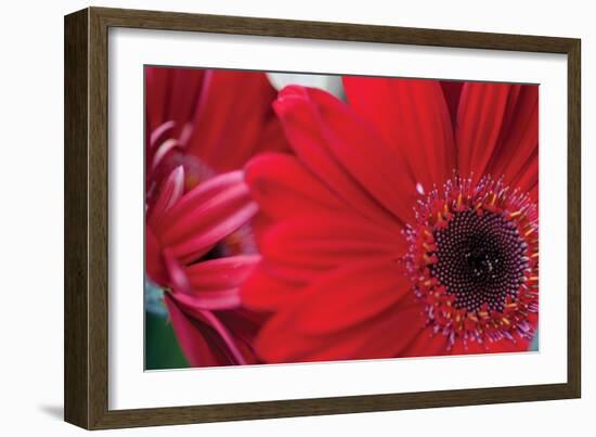 Red Gerbera Close-Up-Erin Berzel-Framed Photographic Print