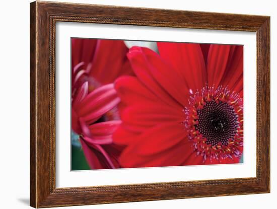 Red Gerbera Close-Up-Erin Berzel-Framed Photographic Print