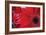 Red Gerbera Close-Up-Erin Berzel-Framed Photographic Print