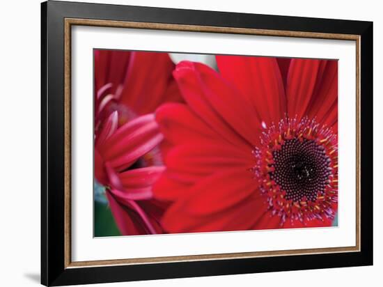 Red Gerbera Close-Up-Erin Berzel-Framed Photographic Print