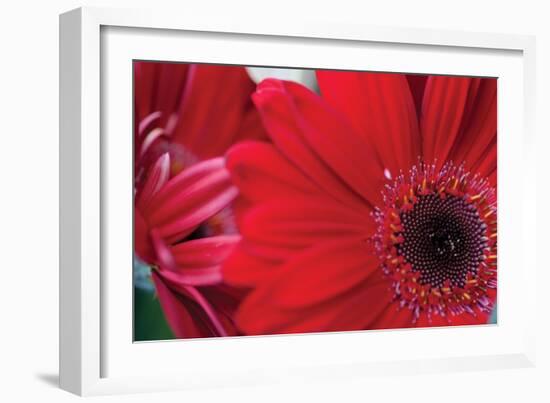 Red Gerbera Close-Up-Erin Berzel-Framed Photographic Print