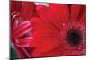 Red Gerbera Close-Up-Erin Berzel-Mounted Photographic Print