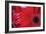 Red Gerbera Close-Up-Erin Berzel-Framed Photographic Print