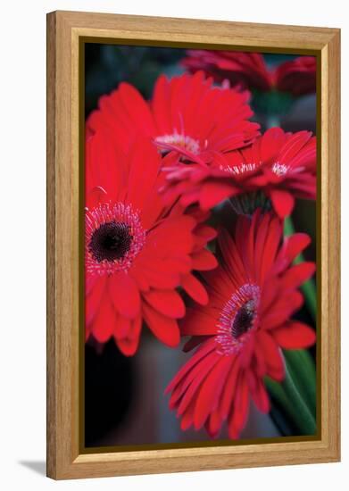 Red Gerbera Daisies 1-Erin Berzel-Framed Premier Image Canvas