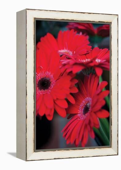 Red Gerbera Daisies 1-Erin Berzel-Framed Premier Image Canvas