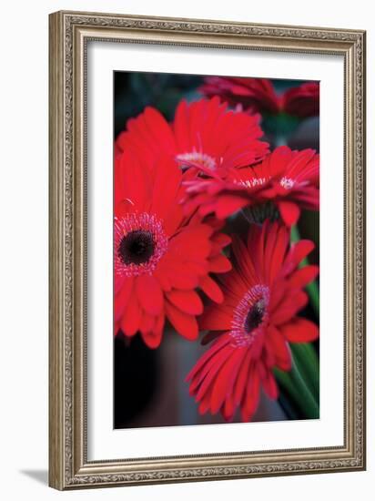 Red Gerbera Daisies 1-Erin Berzel-Framed Photographic Print