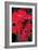 Red Gerbera Daisies 1-Erin Berzel-Framed Photographic Print