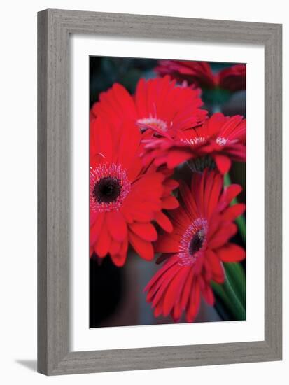 Red Gerbera Daisies 1-Erin Berzel-Framed Photographic Print