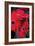 Red Gerbera Daisies 1-Erin Berzel-Framed Photographic Print