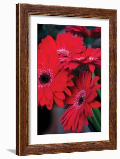 Red Gerbera Daisies 1-Erin Berzel-Framed Photographic Print