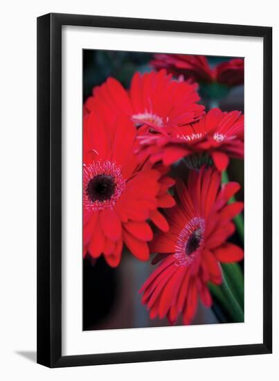 Red Gerbera Daisies 1-Erin Berzel-Framed Photographic Print