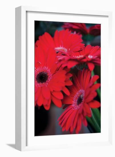 Red Gerbera Daisies 1-Erin Berzel-Framed Photographic Print